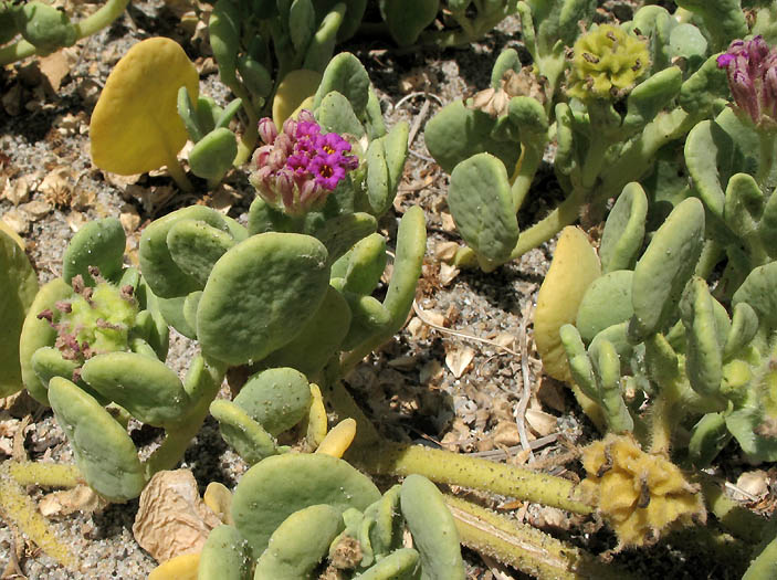 Detailed Picture 4 of Abronia maritima