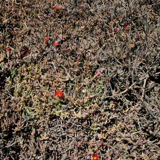 Detailed Picture 4 of Malephora crocea