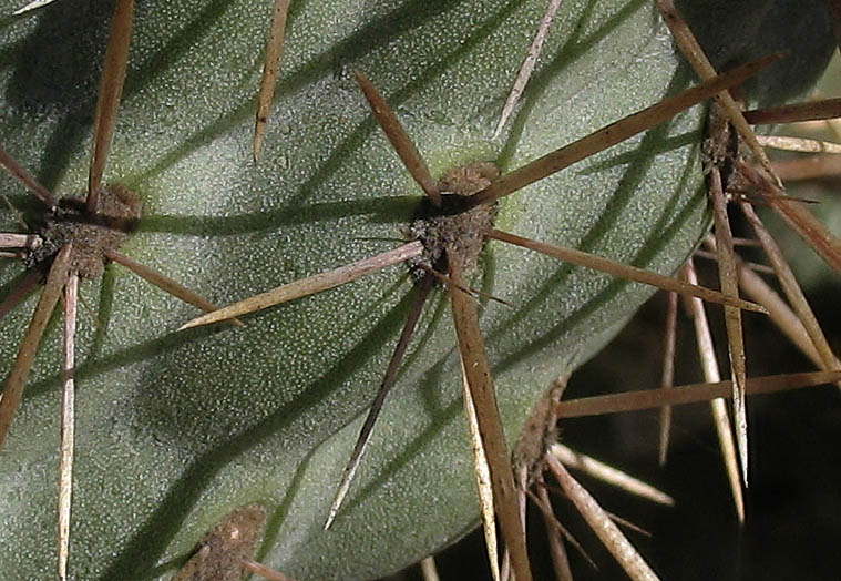 Detailed Picture 7 of Cylindropuntia prolifera