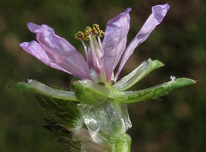 Detailed Picture 3 of Erodium moschatum