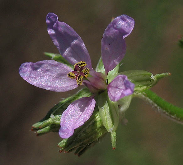 Detailed Picture 1 of Erodium moschatum