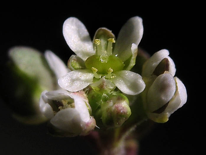 Detailed Picture 1 of Lepidium nitidum