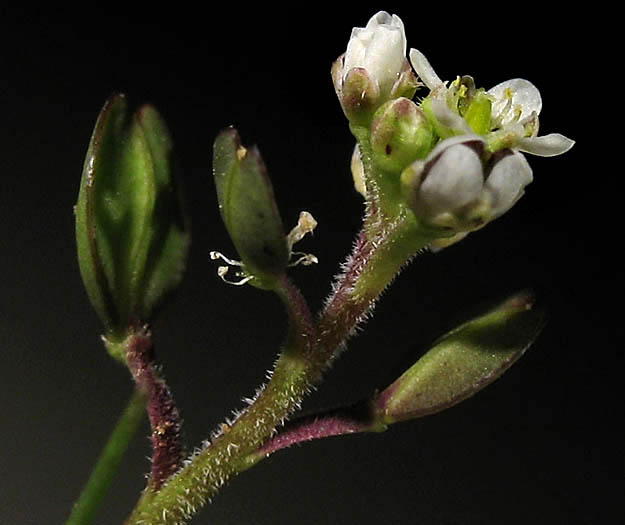 Detailed Picture 4 of Lepidium nitidum