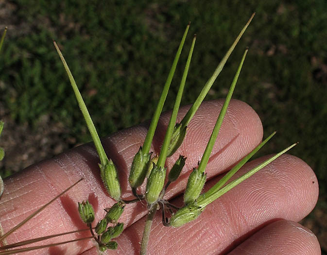 Detailed Picture 8 of Erodium moschatum