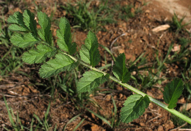 Detailed Picture 7 of Erodium moschatum