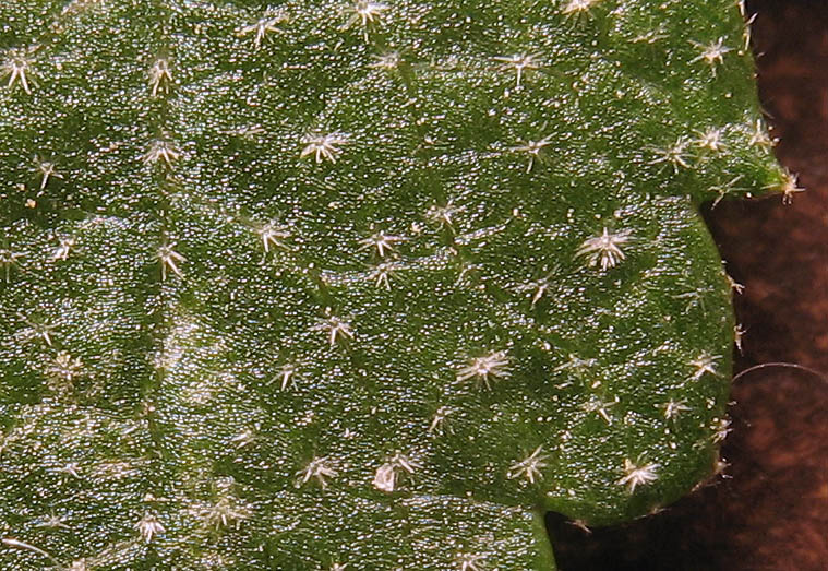 Detailed Picture 7 of Malacothamnus fasciculatus var. laxiflorus