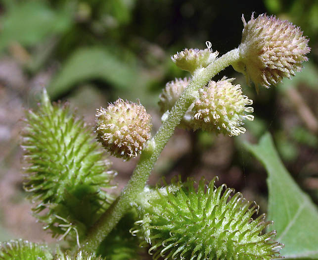 Detailed Picture 2 of Xanthium strumarium