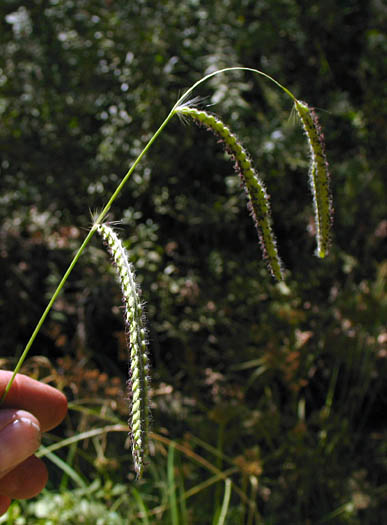 Detailed Picture 1 of Paspalum dilatatum