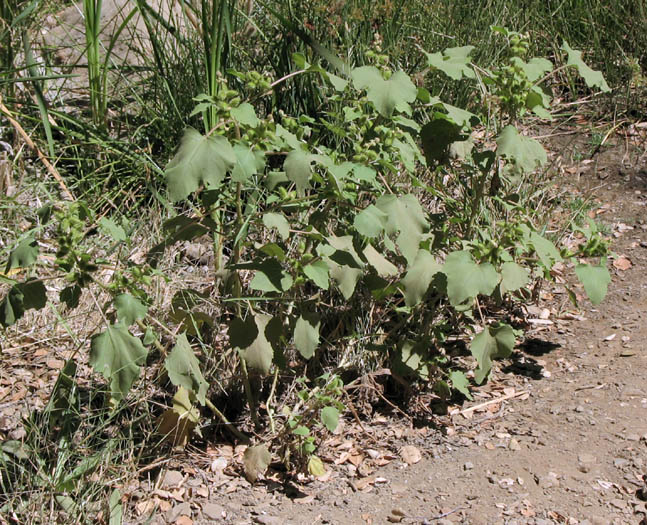 Detailed Picture 4 of Xanthium strumarium