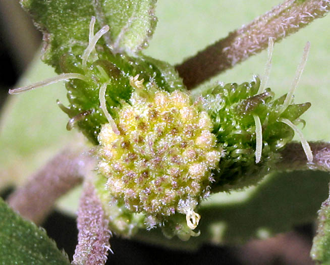 Detailed Picture 1 of Xanthium strumarium