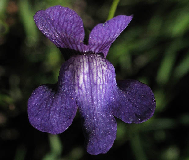 Detailed Picture 1 of Antirrhinum kelloggii