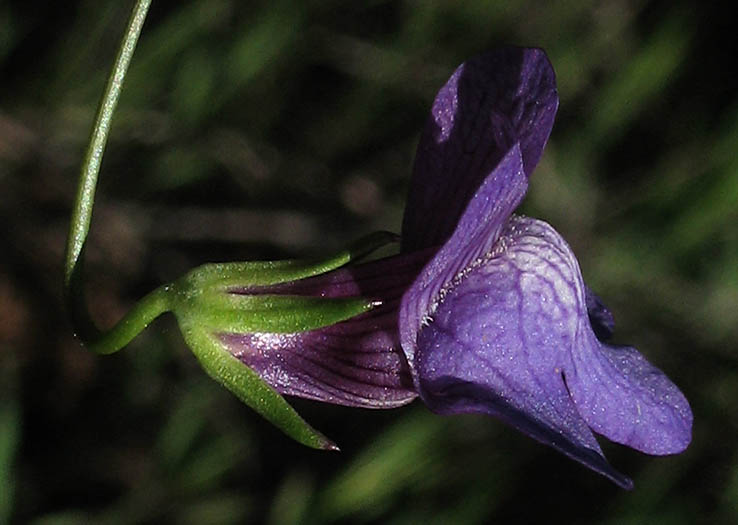 Detailed Picture 2 of Antirrhinum kelloggii