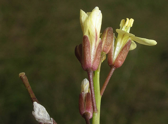 Detailed Picture 2 of Brassica tournefortii