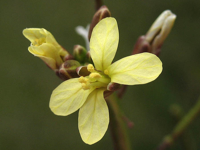 Detailed Picture 1 of Brassica tournefortii