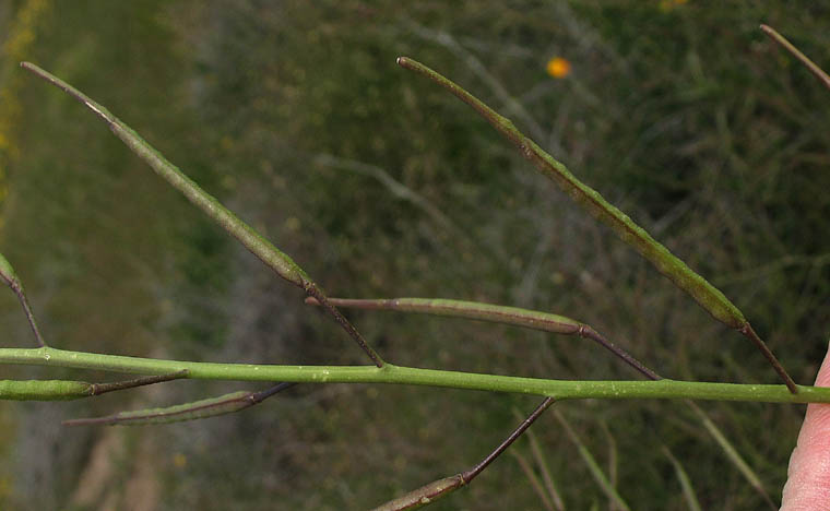 Detailed Picture 7 of Brassica tournefortii