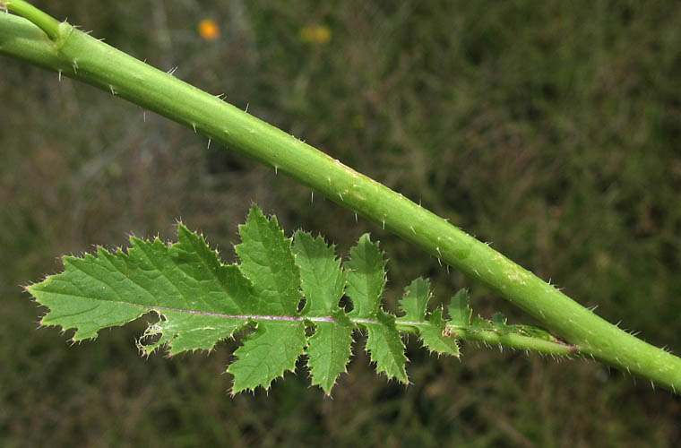 Detailed Picture 6 of Brassica tournefortii