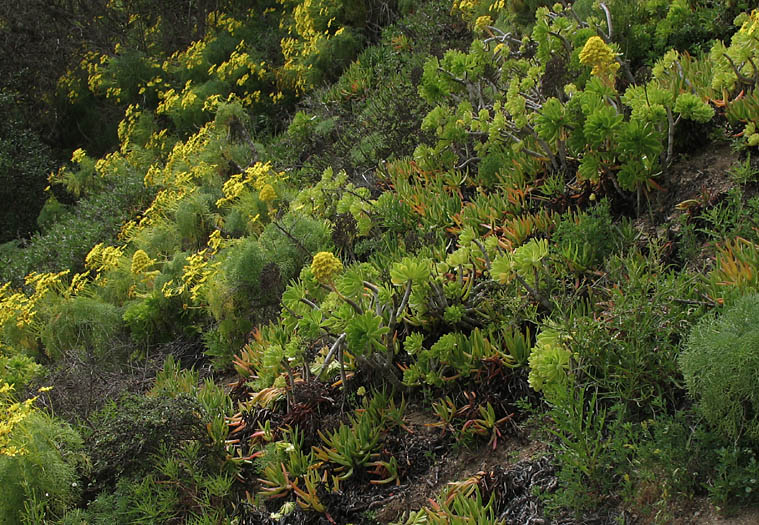 Detailed Picture 6 of Aeonium arboreum