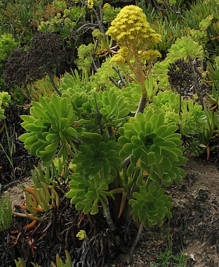 Detailed Picture 5 of Aeonium arboreum