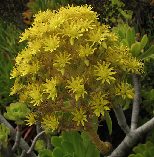 Detailed Picture 4 of Aeonium arboreum