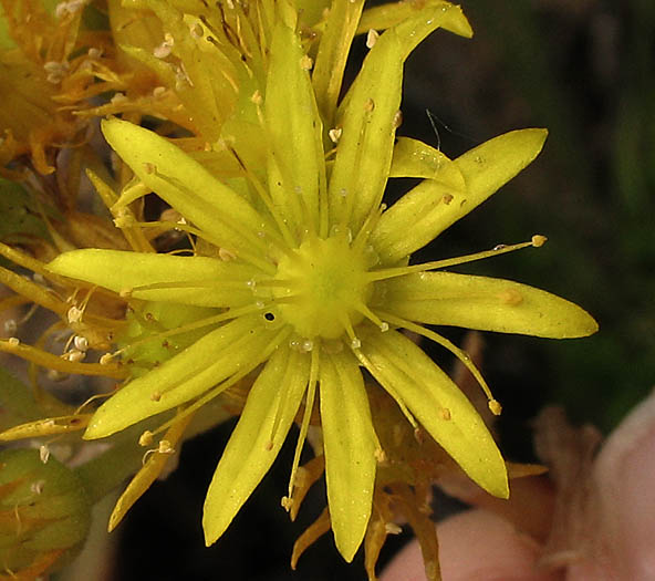 Detailed Picture 1 of Aeonium arboreum