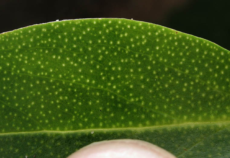 Detailed Picture 7 of Myoporum laetum