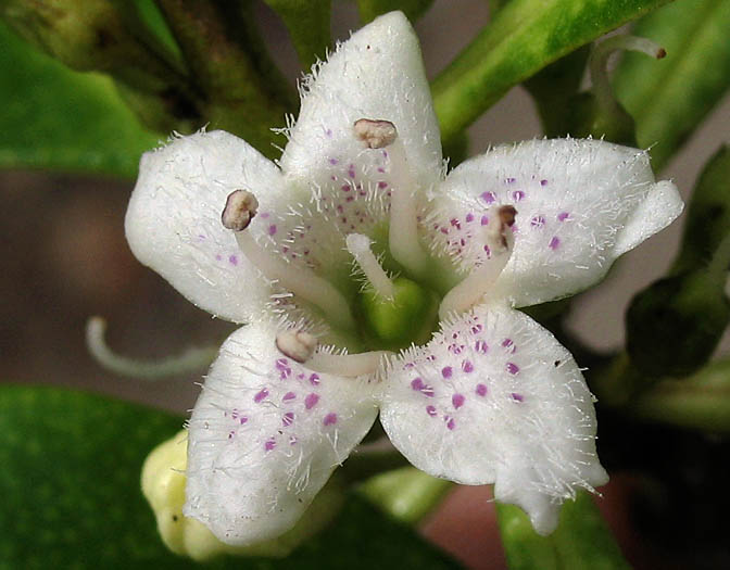 Detailed Picture 1 of Myoporum laetum