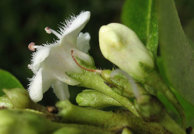 Detailed Picture 2 of Myoporum laetum