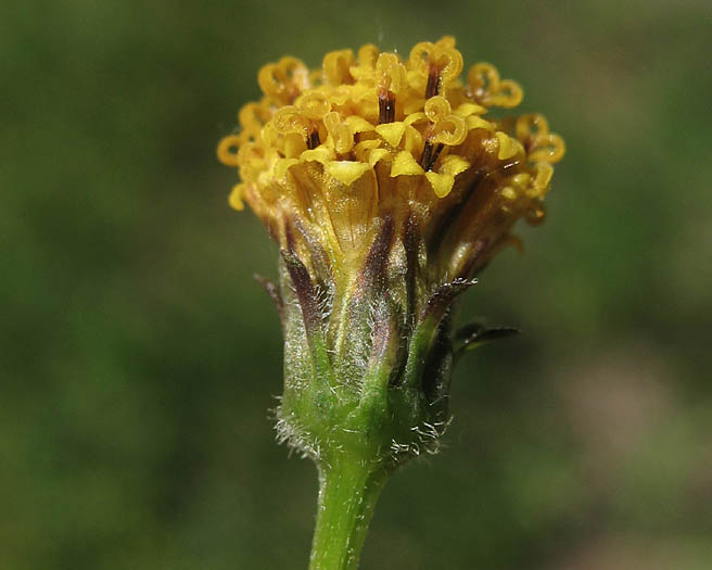 Detailed Picture 2 of Bidens pilosa