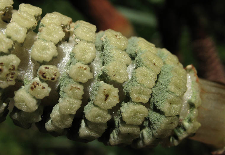 Detailed Picture 9 of Equisetum telmateia ssp. braunii