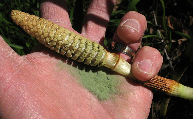 Detailed Picture 8 of Equisetum telmateia ssp. braunii