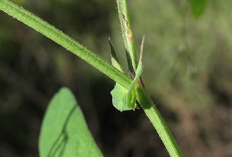 Detailed Picture 9 of Lathyrus vestitus var. vestitus