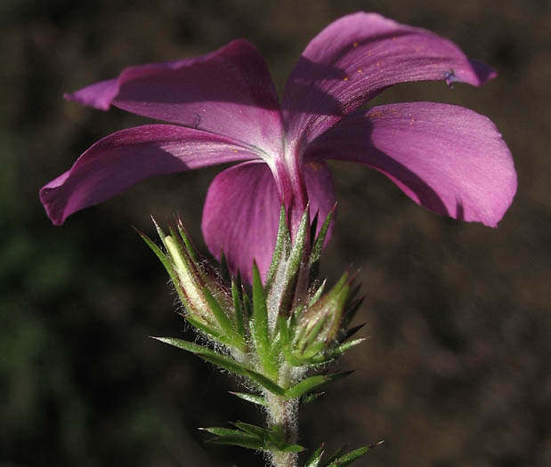 Detailed Picture 3 of Linanthus californicus