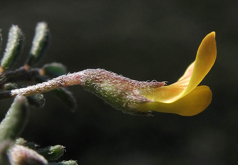 Detailed Picture 3 of Acmispon strigosus