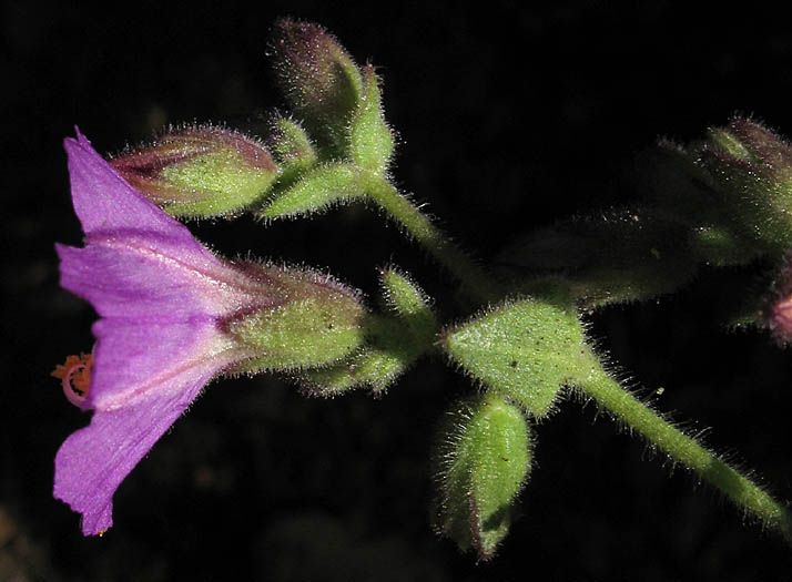 Detailed Picture 3 of Mirabilis laevis var. crassifolia