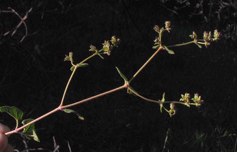 Detailed Picture 6 of Mirabilis laevis var. crassifolia