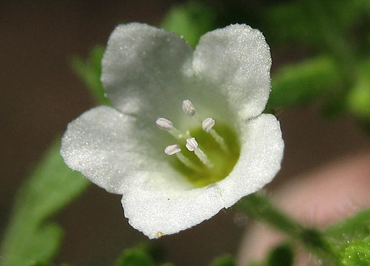 Detailed Picture 1 of Eucrypta chrysanthemifolia var. chrysanthemifolia