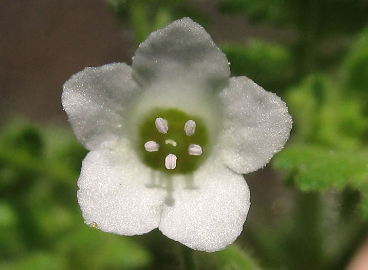 Detailed Picture 2 of Eucrypta chrysanthemifolia var. chrysanthemifolia