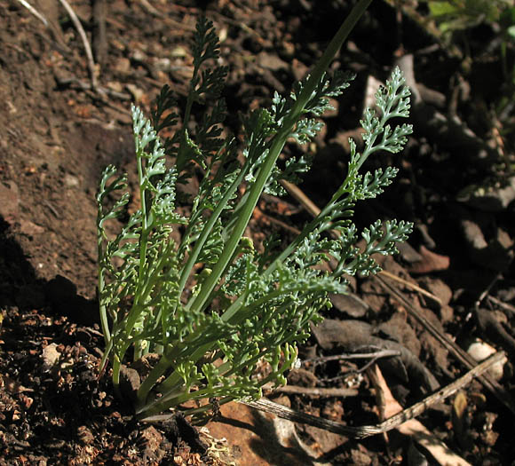 Detailed Picture 7 of Eschscholzia caespitosa