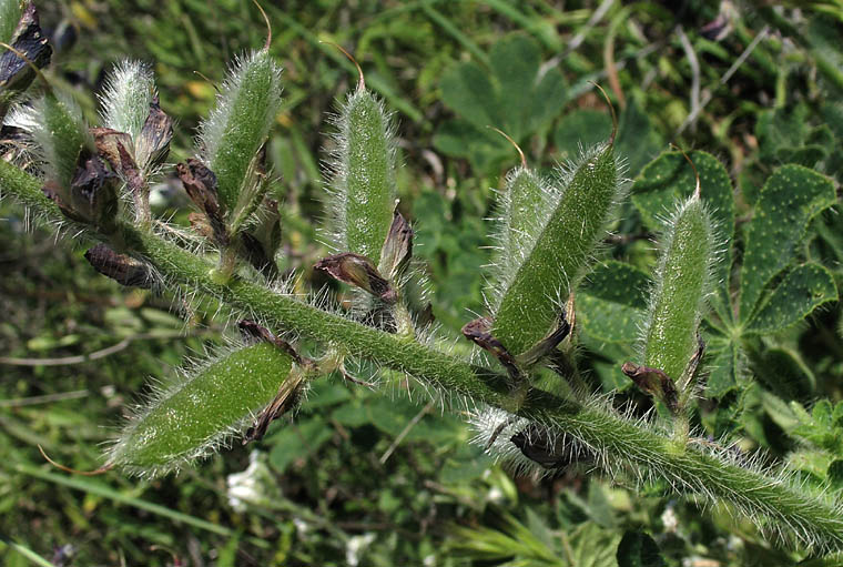 Detailed Picture 6 of Lupinus hirsutissimus