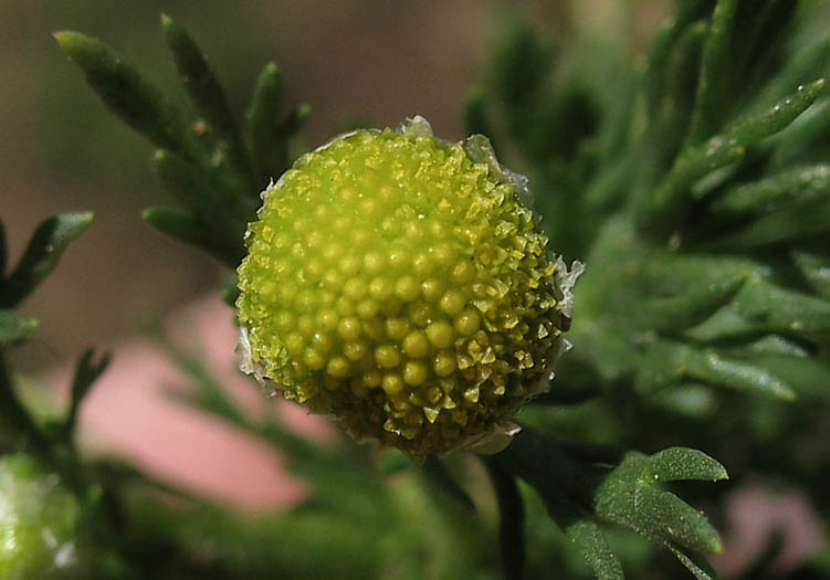 Detailed Picture 1 of Matricaria discoidea