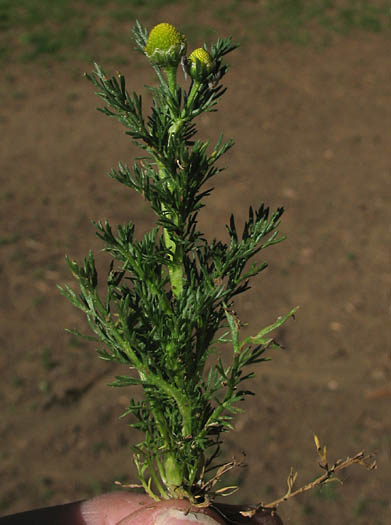 Detailed Picture 3 of Matricaria discoidea