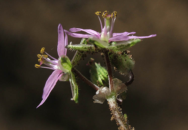 Detailed Picture 4 of Erodium moschatum