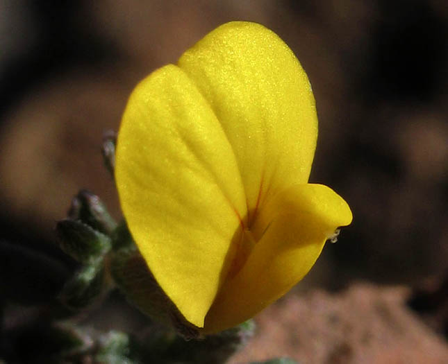 Detailed Picture 1 of Acmispon strigosus