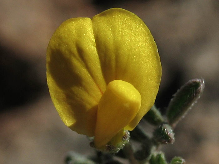 Detailed Picture 2 of Acmispon strigosus