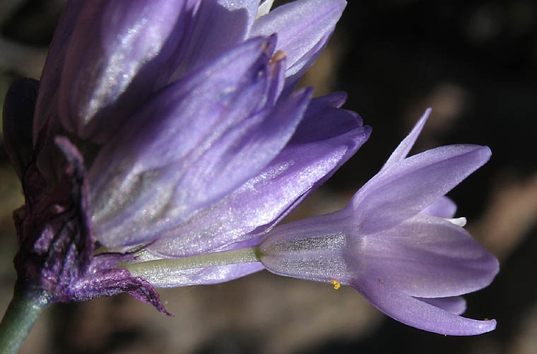 Detailed Picture 2 of Dipterostemon capitatus ssp. capitatus