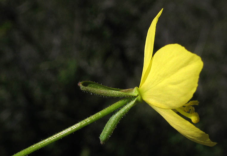 Detailed Picture 2 of Eulobus californicus