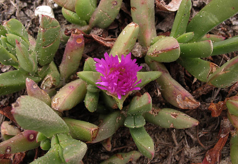 Detailed Picture 4 of Carpobrotus chilensis