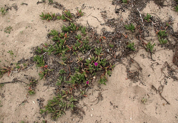 Detailed Picture 5 of Carpobrotus chilensis