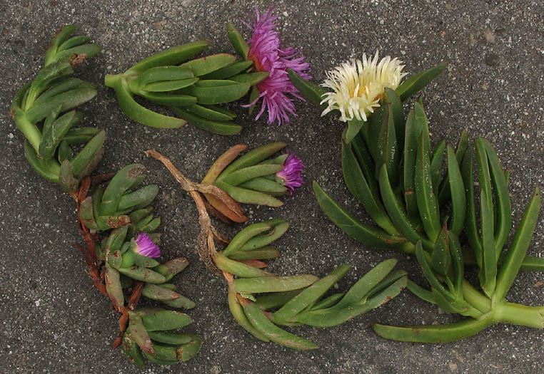 Detailed Picture 6 of Carpobrotus chilensis