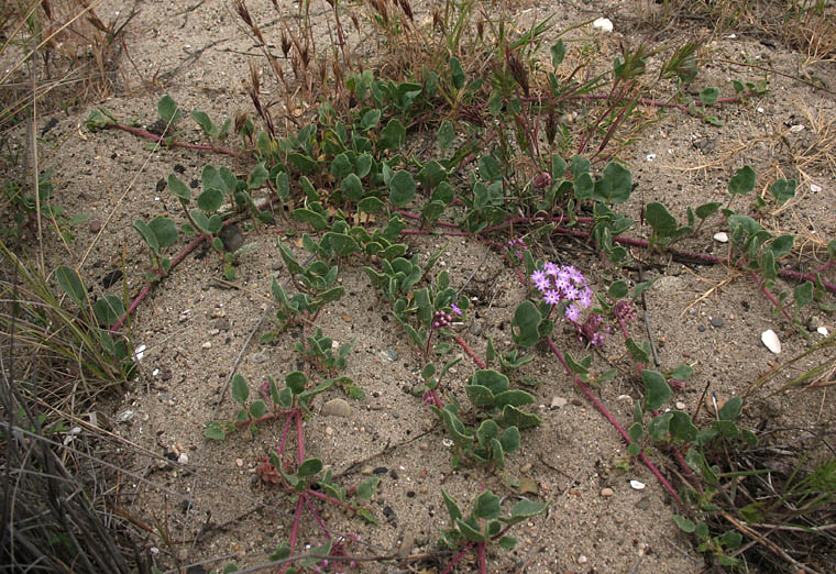 Detailed Picture 5 of Abronia umbellata ssp. umbellata